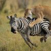 5-Things-to-do-When-you-Visit-Masai-Mara-National-Reserve