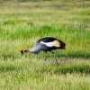Birds-of-Amboseli-National-Park