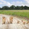 Maasai-Mara