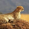 cheetah-mara