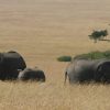 elephants-mara