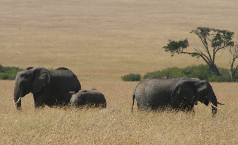 elephants-mara