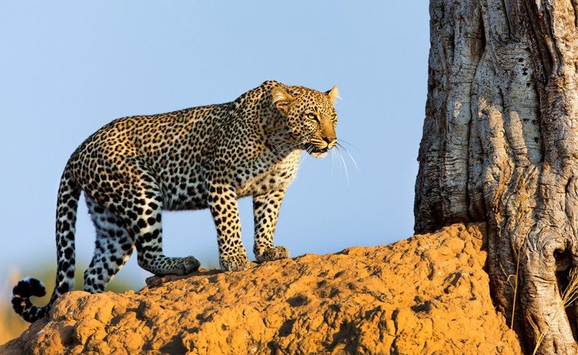 leopard-mara