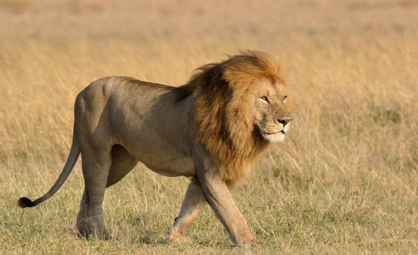 mara-lion