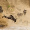 migration-mara
