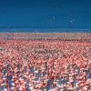 Flamingoes-Lake-Nakuru