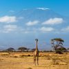 Giraffe-amboseli