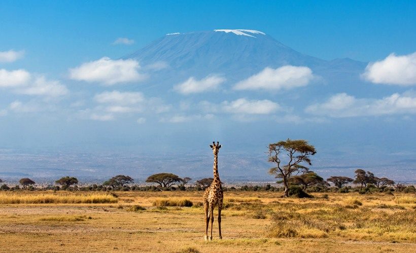 Giraffe-amboseli