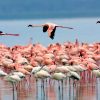 Lake-Nakuru-National-Park