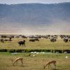 Ngorongoro-Conservation-Area